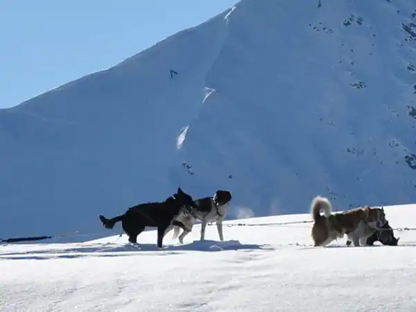 chien de traineau